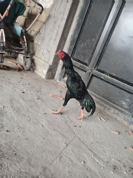 Майский чужа тозза шамо сотилади