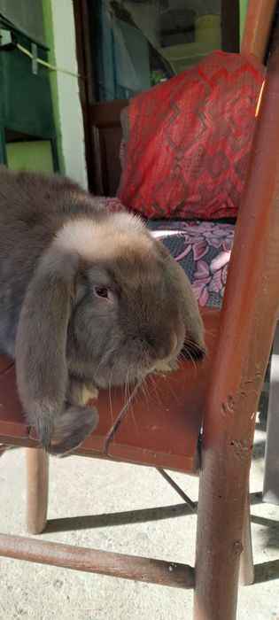 Продавам кочовато зайче