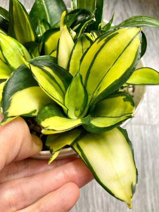 Сортовые сансевиерии