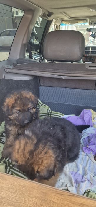 Щенки немецкая овчарка