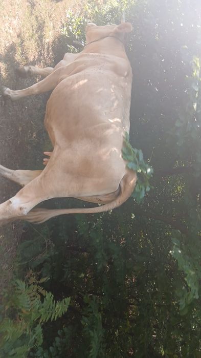 Vaca si vitel de vanzare