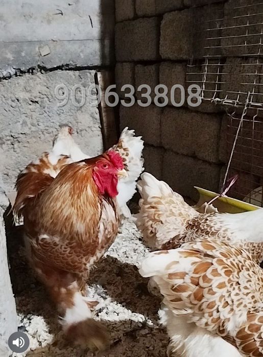 Brama Beliy zolota rangi