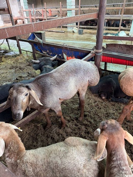 Qurbonlikka qoy kerak deganlarga shoshiling soni kam kolyapti