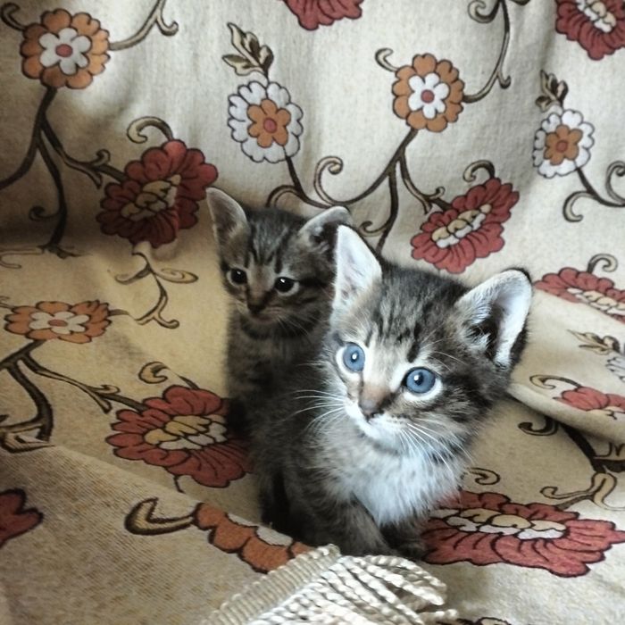 Отдам котят в хорошие руки