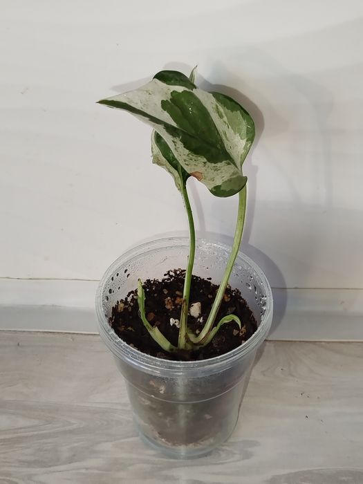 Epipremnum Enjoy detkasi