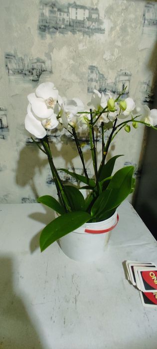 Arxideya gulini sotaman