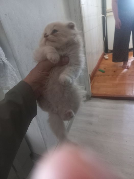 Шотланская мысык