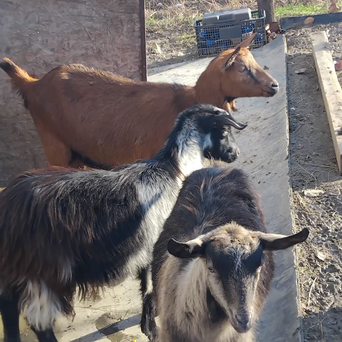 Vând 3 iedera gestante și 1 mieluță