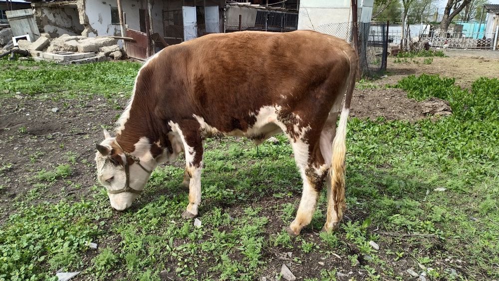 Екі өгізше сатылады.