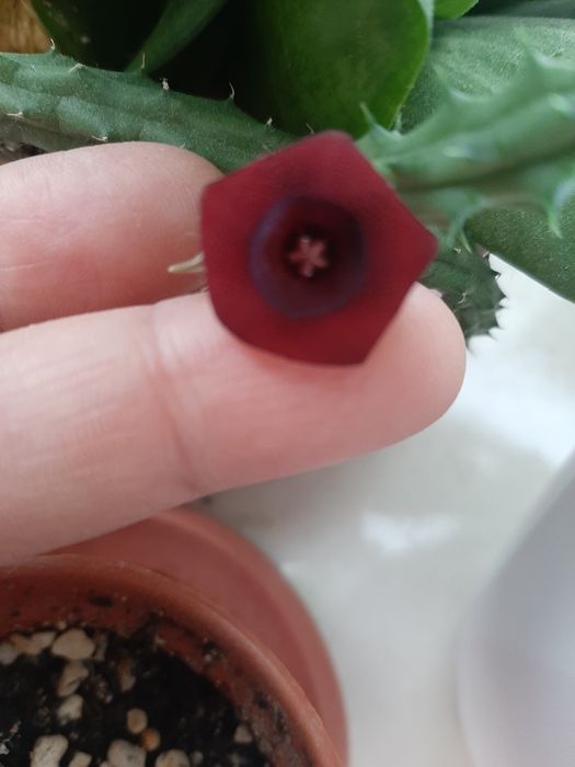 Комнатный цветок гуэрния