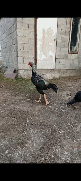 Дакан бойцовые цеплята