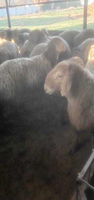 Откорм тоқты қошқарлар