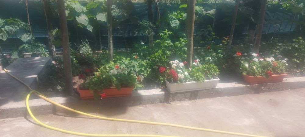 Герань ва пеларгония гуллари