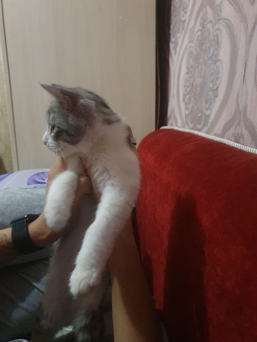 Котёнок маленький мальчик