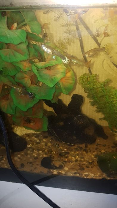 Гуппи  пара,аквариумные