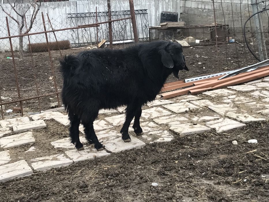 Козел теке ешкі