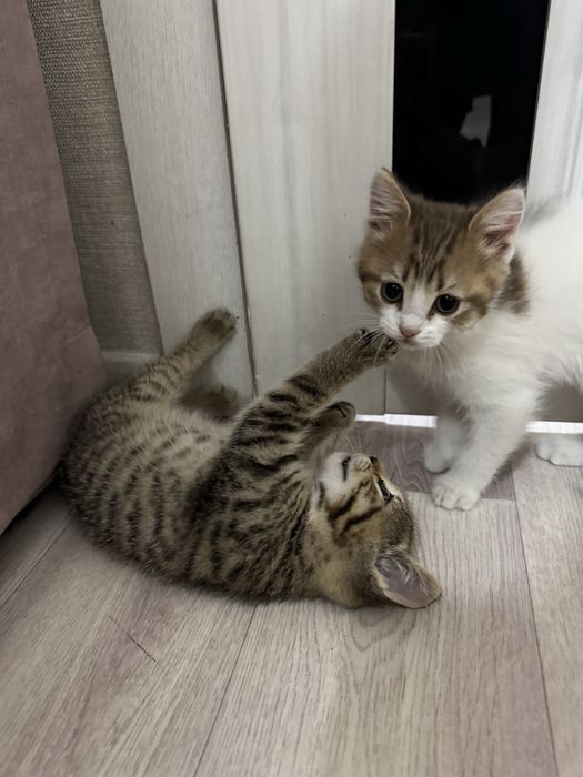 Отдам котенка в добрые  руки
