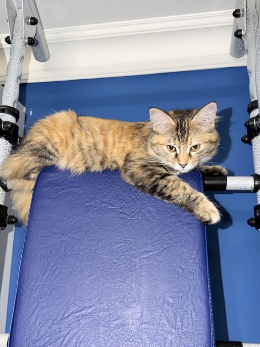 Сибирская кошечка