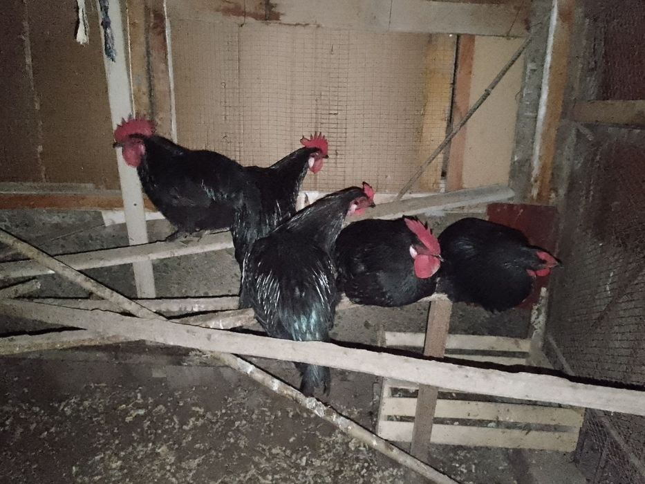 Хурозла сотилади