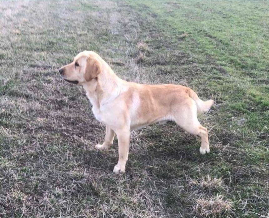 Чистокръвни Лабрадор ретривър мс.ваксини,чип+паспорт