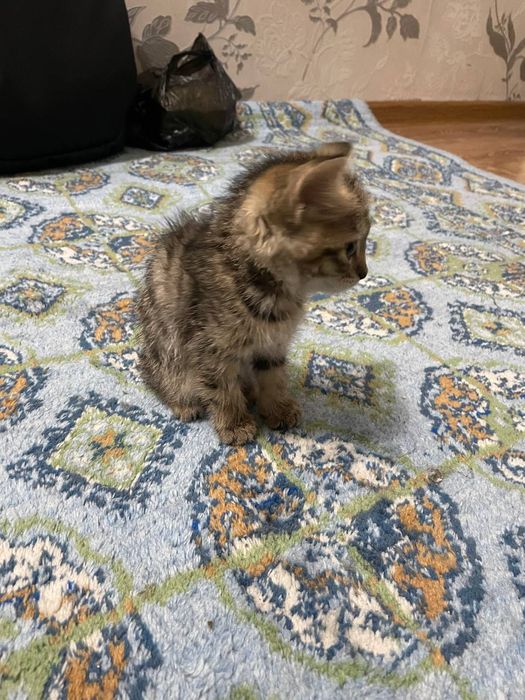 Mushuk sotiladi 200 ming kelishamiz...