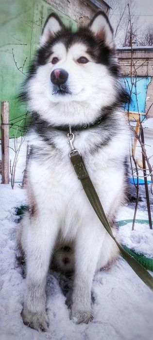 Собака Маламут щенок