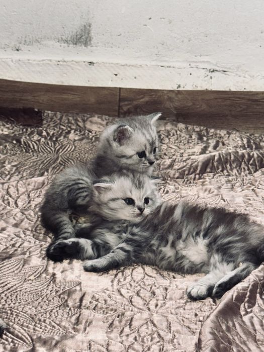 котята шотландской породы