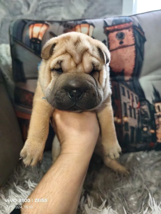 Очаровательные щенки шарпея.