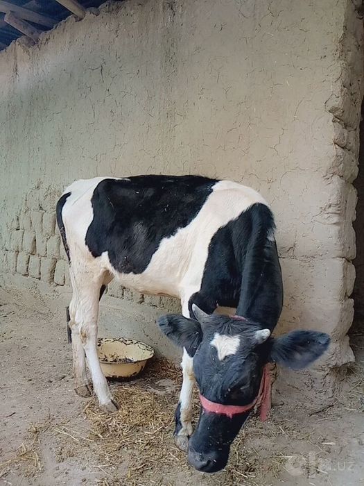 Mol sotiladi qornida bolasi bor