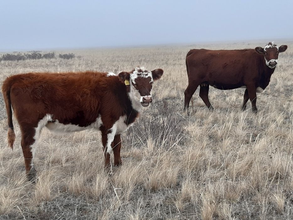 Продам телку с теленком