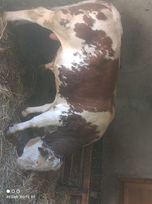 Vând vițel aproximativ 380 kilograme