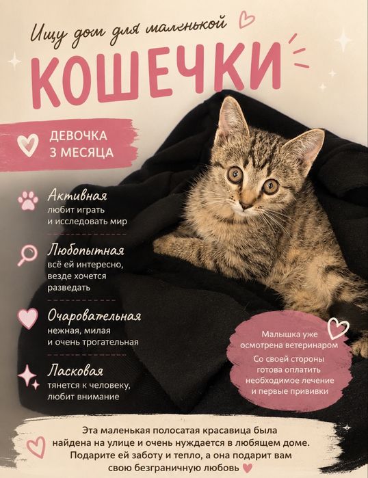 Котёнок в добрые руки - девочка, 3 месяца