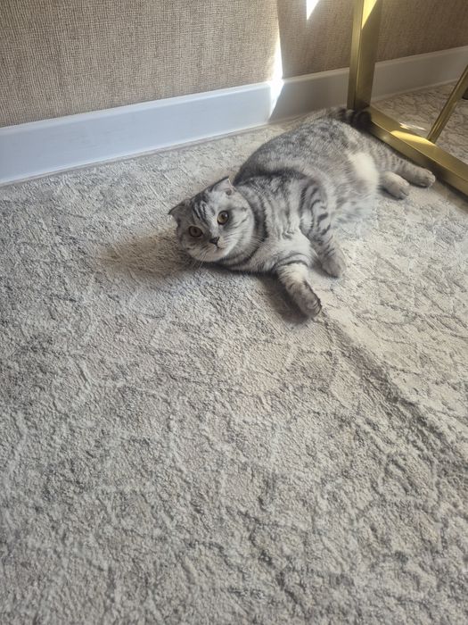 Отдадим в хорошие руки