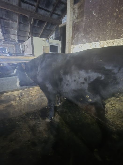 Vând taur angus negru