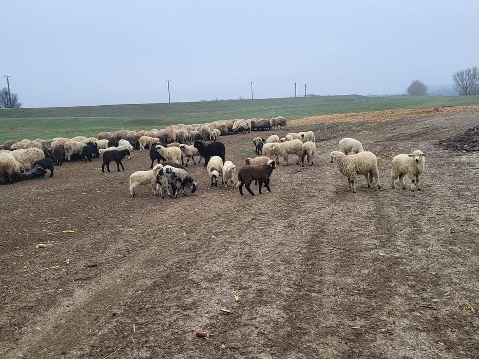 Miei de vanzare pasti