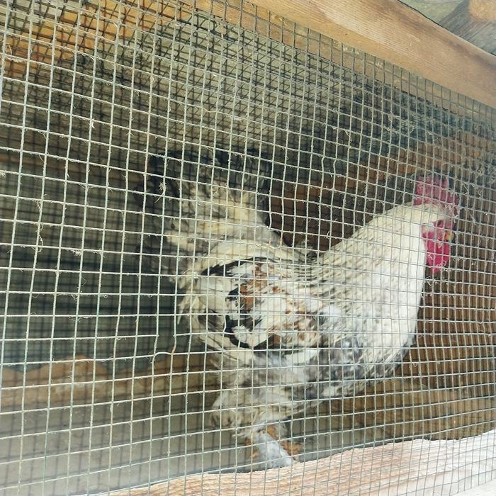 Vand cocoși încălțați și oua de puicute ouatoare