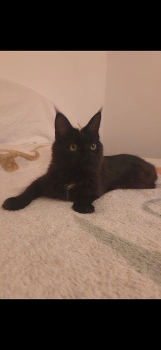 Fetita Maine Coon xxl