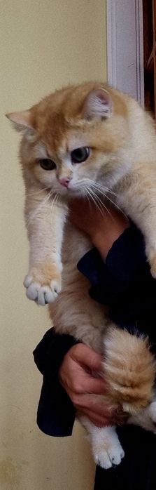 Вязка Чистокровний Британский Золотого Ny12