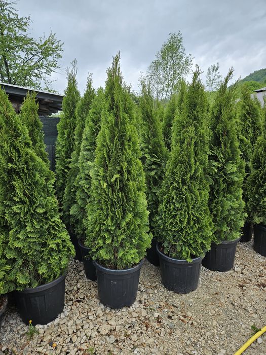 Tuia smaragd mai multe dimensiuni