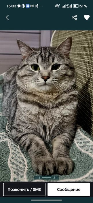 Отдам Кота в Добрые Руки