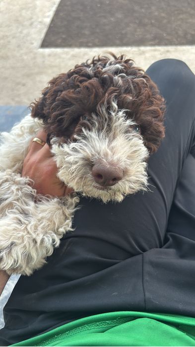 Lagotto romagnolo