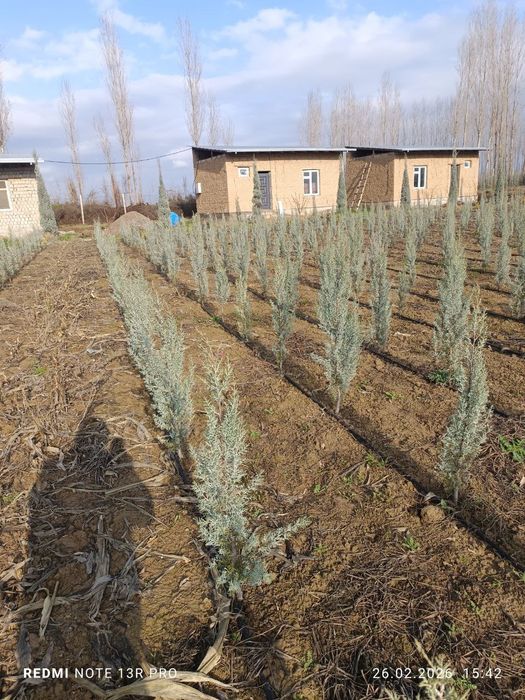 Аризонский кипарис 1 метрдан 2.5 гача 20$ дан 70$ гача