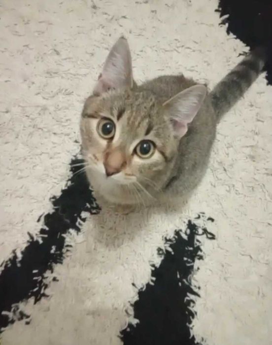 Доверчивый котик-подросток ищет дом