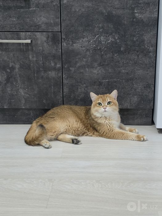Британский скотиш страйт.