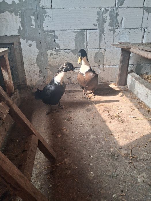 Vând rațe.o perche.rata si rățoi.