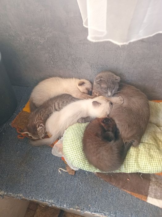 Котята очень хороший подарок