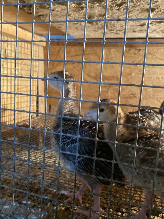 Индюшата пароды бронза 708