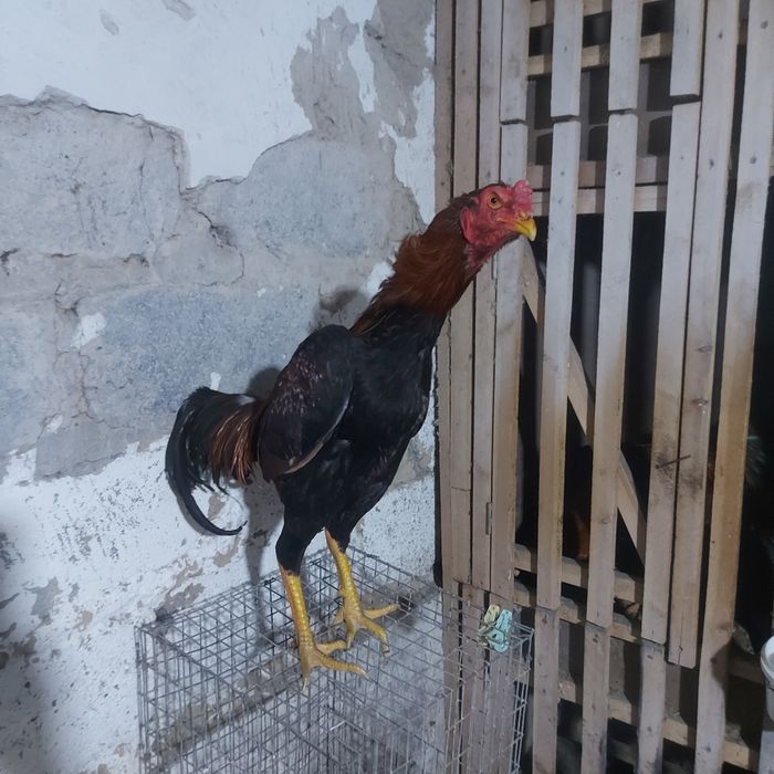 Джужа июнски Корейц китай