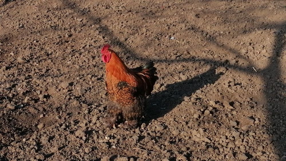 Cocoși Brahma de vanzare