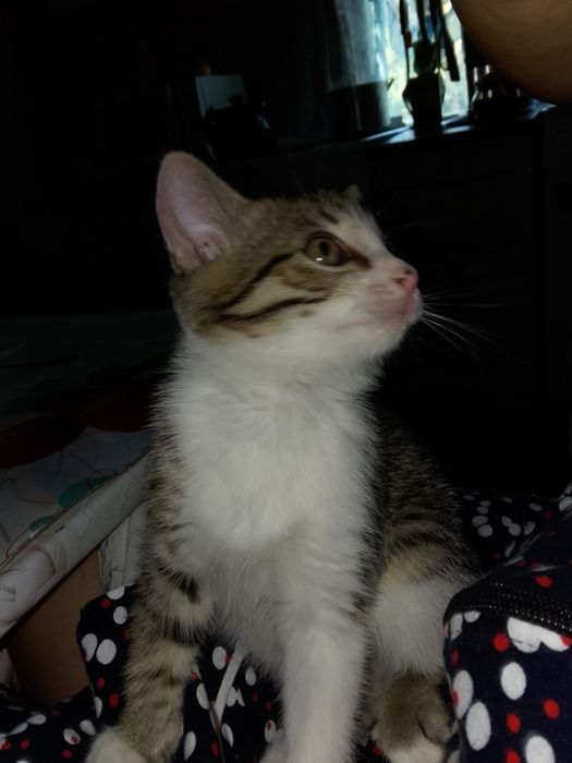 Отдам котенка бесплатно